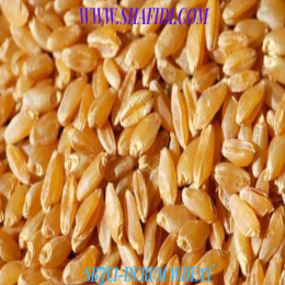 DURUM WHEAT